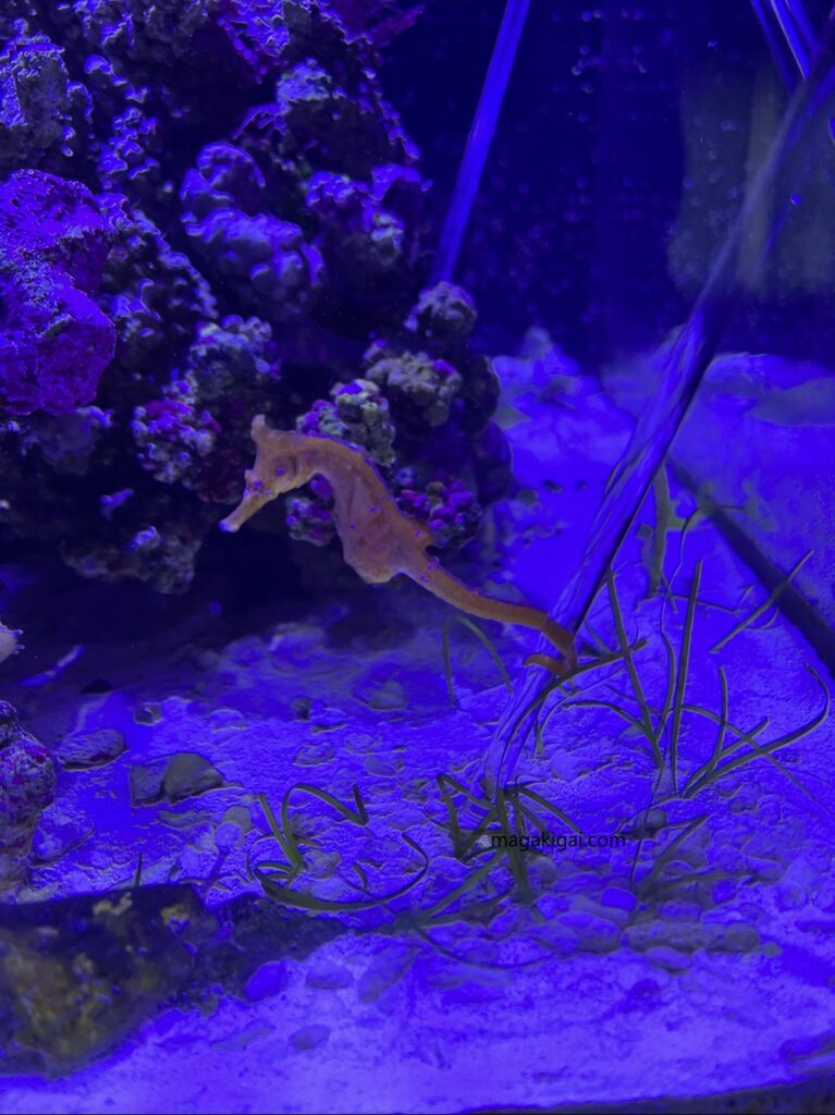 今日のタツノオトシゴ飼育 マガキガイ時々タツノオトシゴ